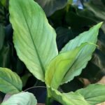 Spathiphyllum Blue Ice