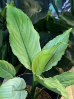 Spathiphyllum Blue Ice