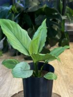 Spathiphyllum Blue Ice - obrazek 3