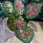 Aglaonema Anyammanee Tricolor #1