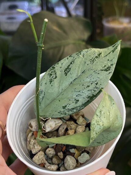 Hoya Coriacea Silver #3