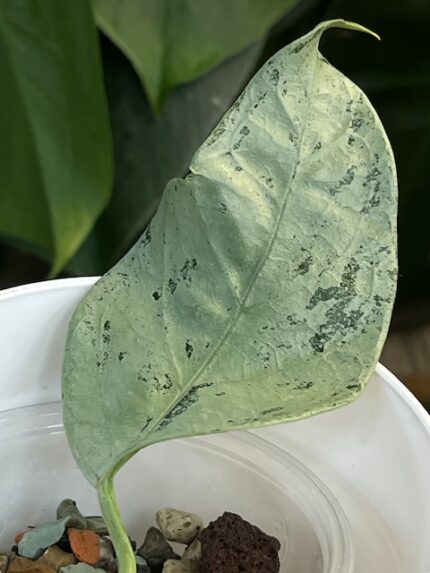 Hoya Coriacea Silver #6