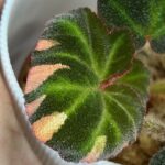 Begonia Soli-mutata Pink Variegata #1
