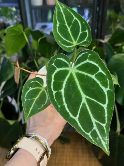 Anthurium crystallinum #1