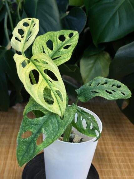 Monstera adansonii variegata #1