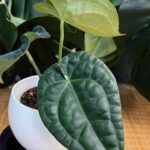 Anthurium (Zara x Michelle ) x Luxurians #1