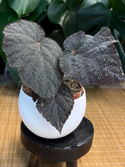 Begonia ‘Taconite’ #2