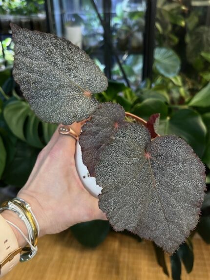 Begonia ‘Taconite’ #3
