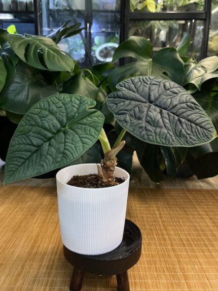 Alocasia Melo #3
