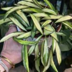Hoya Wayetii Tricolor #1