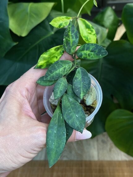 Hoya lacunosa 'Amarillo' #2