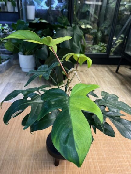 Philodendron Florida Variegata / mutacja (nr 2)