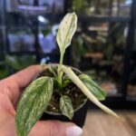 Spathiphyllum variegata kępa liści z intensywnymi białymi przebarwieniami skrzydłokwiat kolekcjonerski sklep Variegarden alt tag