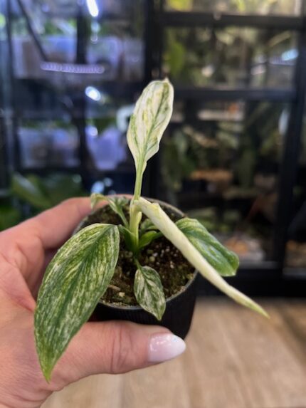 Spathiphyllum variegata kępa liści z intensywnymi białymi przebarwieniami skrzydłokwiat kolekcjonerski sklep Variegarden alt tag