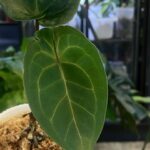 Anthurium dressleri x rubicon niemal czarne aksamitne liście z wyraźnym jasnym unerwieniem rzadka roślina kolekcjonerska sklep Variegarden alt tag