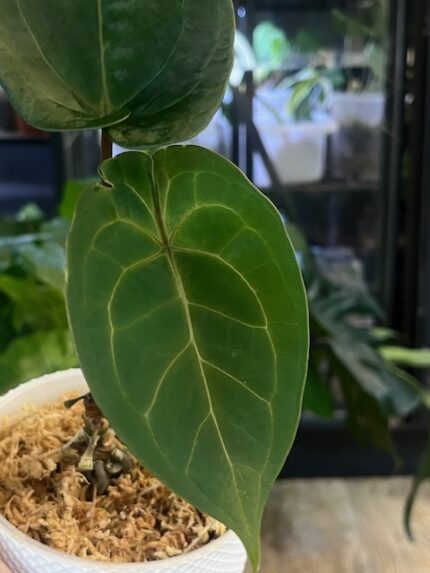 Anthurium dressleri x rubicon niemal czarne aksamitne liście z wyraźnym jasnym unerwieniem rzadka roślina kolekcjonerska sklep Variegarden alt tag
