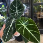 ALocasia Black velvet