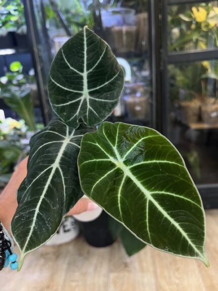 ALocasia Black velvet