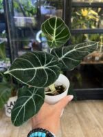 Alocasia Black Velvet #1 - obrazek 2