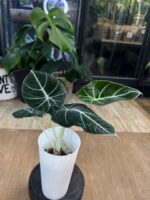 Alocasia Black Velvet #1 - obrazek 3