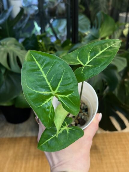 Syngonium Panda / regres #1