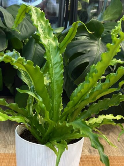 Asplenium antiquum 'Osaka'