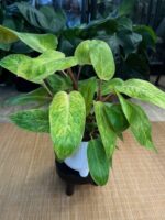 Philodendron Painted Lady #1 - obrazek 5