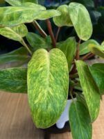 Philodendron Painted Lady #1 - obrazek 6