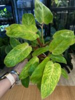 Philodendron Painted Lady #1 - obrazek 7