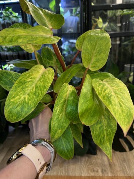 Philodendron Painted Lady #2