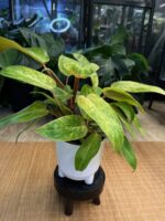 Philodendron Painted Lady #1 - obrazek 2