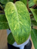 Philodendron Painted Lady #1 - obrazek 3