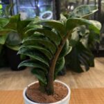 Zamioculcas Zenzi