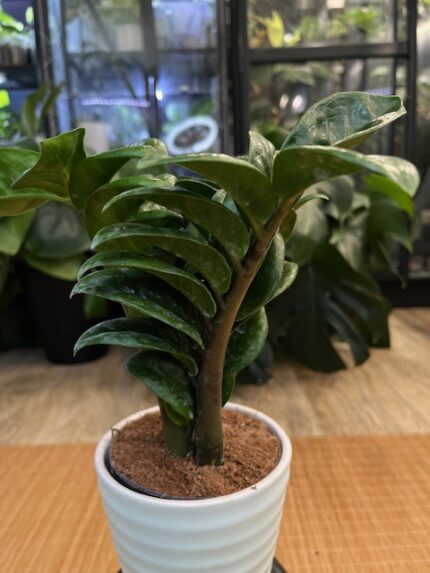 Zamioculcas Zenzi