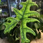 Alocasia Jacklyn / egzotyczna piękność z unikalnym rysunkiem liści #1