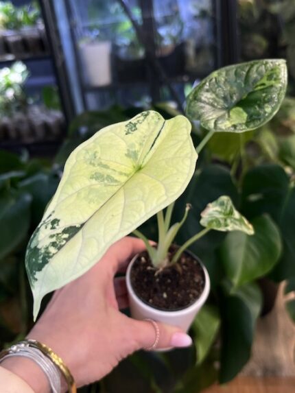 Alocasia dragon scale albo variegata #4