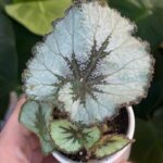 Begonia 'Escargot' #1