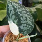 Scindapsus Exotica variegata #1