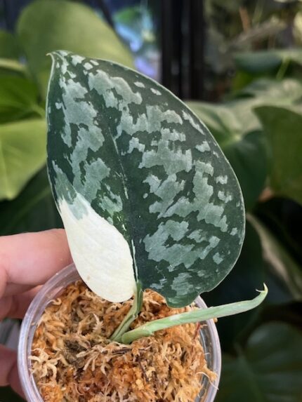Scindapsus Exotica variegata #1