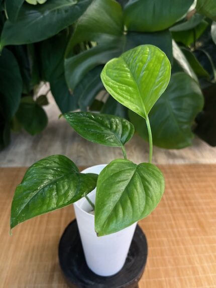 Epipremnum Pinnatum Marble Variegata/ regres #1