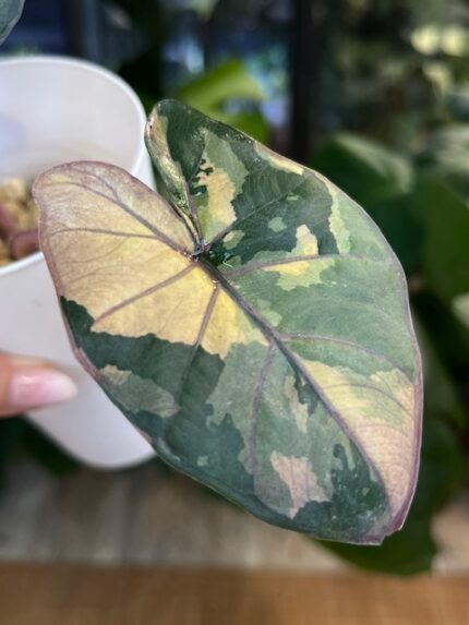 Alocasia Serendipity Variegata - Unikat #4