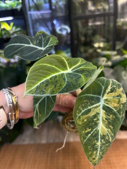 Alocasia Black Velvet Gold #2