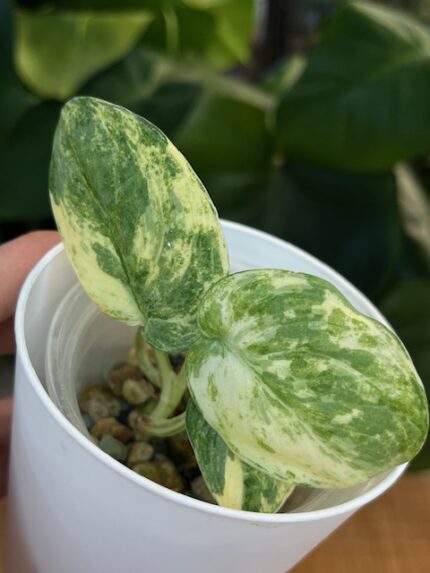 Scindapsus Mayari variegata #2