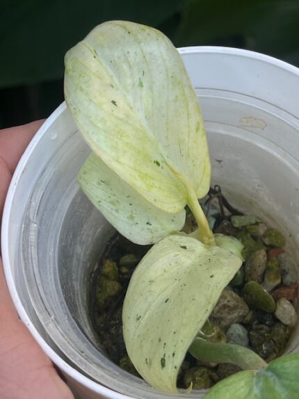 Philodendron Whipple Way #4
