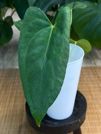 Anthurium X One x Portillae #1