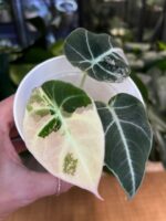 Alocasia black velvet pink #1 - obrazek 5