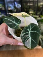 Alocasia black velvet pink #1 - obrazek 4