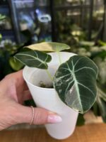 Alocasia black velvet pink #1 - obrazek 3