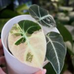 Alocasia black velvet pink #1