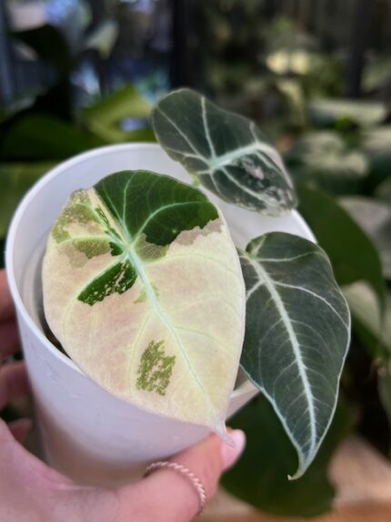 Alocasia black velvet pink #1